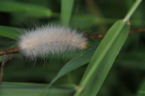 are white caterpillars toxic.